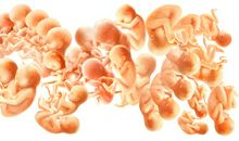 读生命生命有感