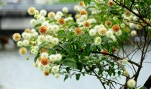 校园里的笔记树