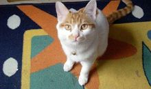 我家的淘气小猫