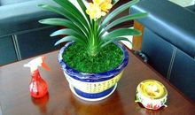 像君子兰那样生活