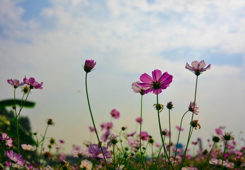 心中的格桑花