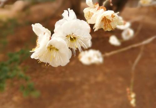 我最喜欢的李子