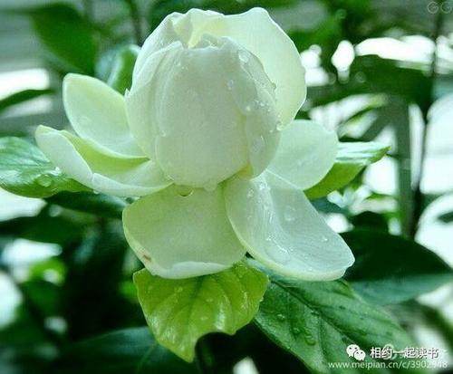 子花在我的记忆中