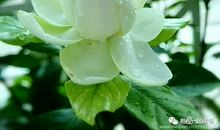 我记忆深处的栀子花