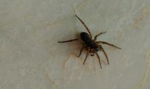 我是一只小小的蜘蛛