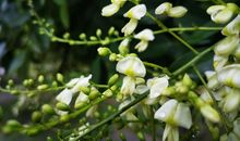 秋雨蒙蒙秋意浓