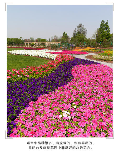校园四个季节的花坛