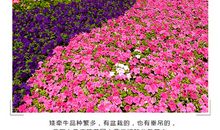 校园四季的花坛