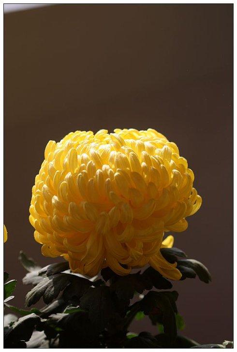 我的菊花