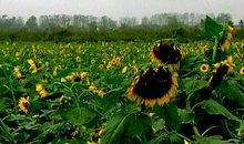 阴雨连绵的日子