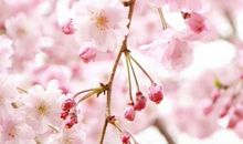 淡淡花香，飘我心房