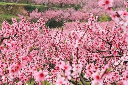 春天桃园