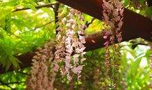 紫藤花下渐黄昏