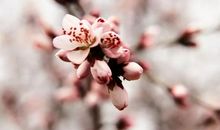 让人思念的春天