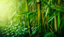 关于竹子的作文