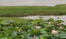 美是一种生命的姿态