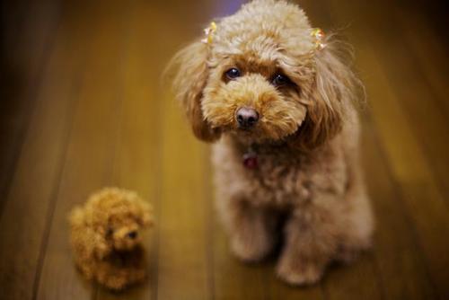 写出贵宾犬的组成