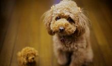 写贵宾狗的作文