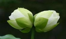 做人要保持谦卑