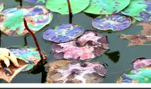 我相信残荷也美丽