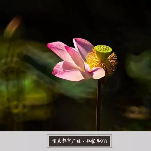 夏日狂欢