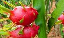 都是火龙果惹的祸