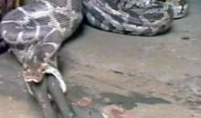 假如蟒蛇会说话