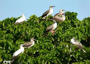 帕拉塞尔群岛海鸟写了一段
