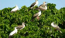 西沙群岛海鸟写一段话