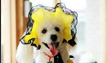 假如我是一只有魔法的小狗狗