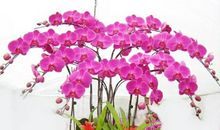 我爱蝴蝶兰