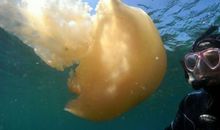 我和水母的亲密接触