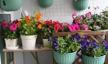 我所了解的一种植物