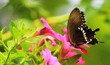 你若盛开蝴蝶自来