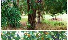 外婆家的大榕树