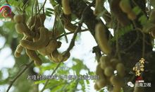 寻常往事不寻常