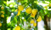 我的植物朋友柠檬树