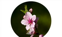 春天到了桃花开了