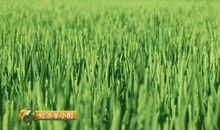 每个人心里都有一亩田