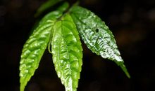 心底的那片叶子