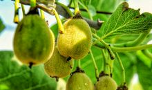 我爱家乡的猕猴桃