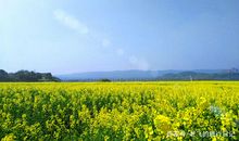 春天的代言者——油菜花