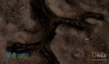 给贩卖穿山甲者的一封信