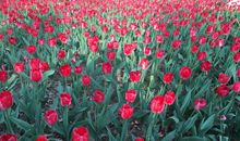 我记忆深处的二胡