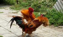 爷爷家的大公鸡