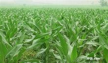 夏日玉米