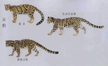 我是一只乌云密布的豹子