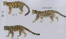 我是一只云豹