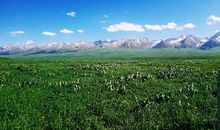 邂逅一片枯草地