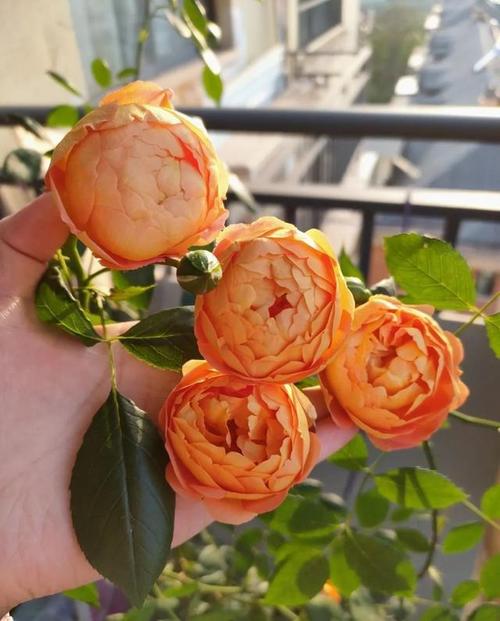芬芳的回报